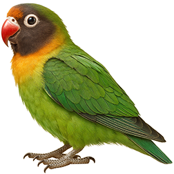 Black-cheeked Lovebird